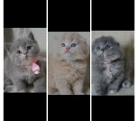 Шотландские Вислоухие и прямоухие котята