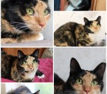 ЛАПУШКА ДВА ГОДА ИЩЕТ ДОМ!