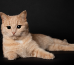 Снимок экрана 2026-02-23 133554 Рыжая кошка Фанта в дар! Нужна передержка или дом! Срочно!