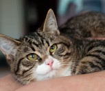 лще-287 Дейва - полосатая красотка