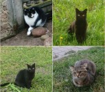 0xlw6v-LRafoK1Lt7MYzSBUvOGhhs9vU2IwsiTXcNCtWBe1nVGHeM5zut22Z Всем этим замечательным котикам срочно нужен дом! SOS! В дар!