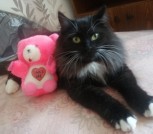 изображение_viber_2025-09-13_22-06-05-537 SOS! КОШКА ПУШИНКА СРОЧНО ИЩЕТ ДОМ! В ДАР!