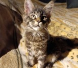 IMG_20260225_223140 Котята Мейн-кун