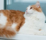 Алисей - сказочный кот