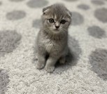 Шотландский вислоухий котенок
