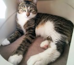 Юрика - полосатая красотка 