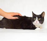 Кошечка Клара в дар 