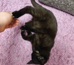 Кошечка 6 месяцев