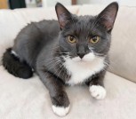 Шани - и умная и красивая