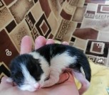 Рябые или черные котята в дар