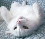 Отдам кота в добрые руки 