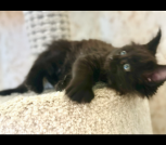 Котята мейкун