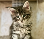 Котята мейкун