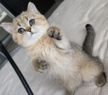 Чистокровный британский золотой котенок (WCF)