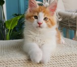 Котенок мейн кун из питомника