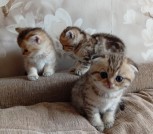 Шотландики 