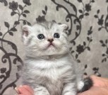 Шотландская шиншилла