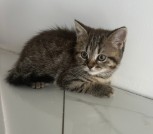 Шотландский прямоухий мальчик