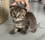 Шотландские котята, мальчик вислоухий и прямоухий