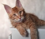 Котята мейн-кун готовы к переезду 