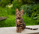 Роскошный бенгальский котёнок мальчик из питомника