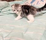 Шотландская девочка