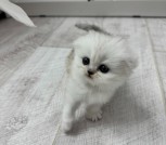 Шотландская вислоухая девочка