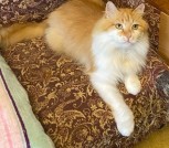 Нужна помощь! Коты ищут дом или передержку! Сос