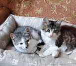 Умные и ласковые котята