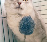 Коха - британская кошка ищет дом