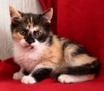Котенок Ириска