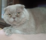 Василий - Лиловый вислоухий кот