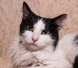 Интеллигентный котик Бельчонок в дар