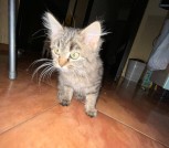 Котенок 3 месяца