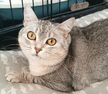 Коха - британская кошка ищет дом