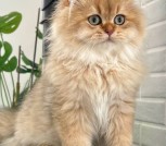 Котик породы Британская золотая шиншилла