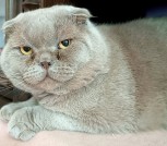 Василий - Лиловый вислоухий кот