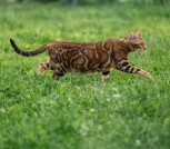 Бенгальская молодая кошка