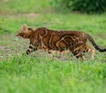Бенгальская кошка
