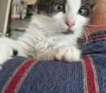 котята