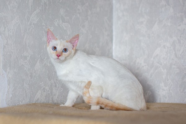 кошка АЛСУ – тайская красотка