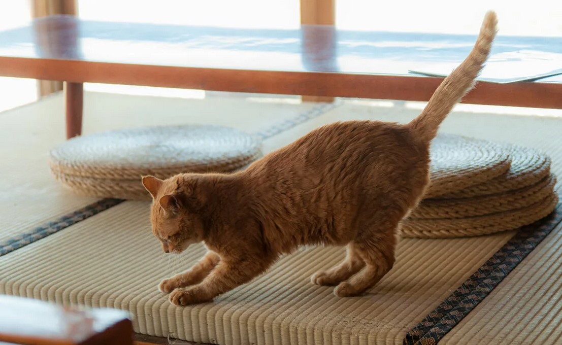 8 причин, зачем кошки мнут лапами одеяло и человека, хозяина