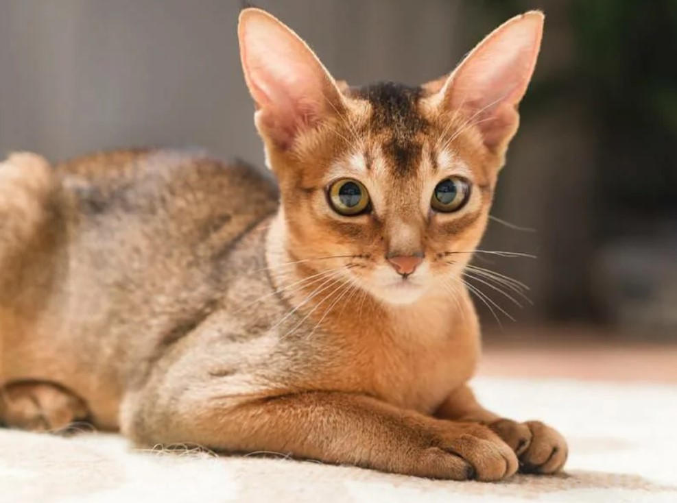 Рассмотрите фотографию кошки породы абиссинская. Абиссинцы кошки. Абиссинская порода. Порода кошек абессины. Кот Абиссинской породы.