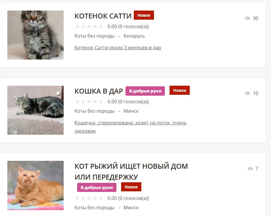 В хорошие руки минск. Приют для кошек перевод на русский. Kоты в [бесплатный администрато.