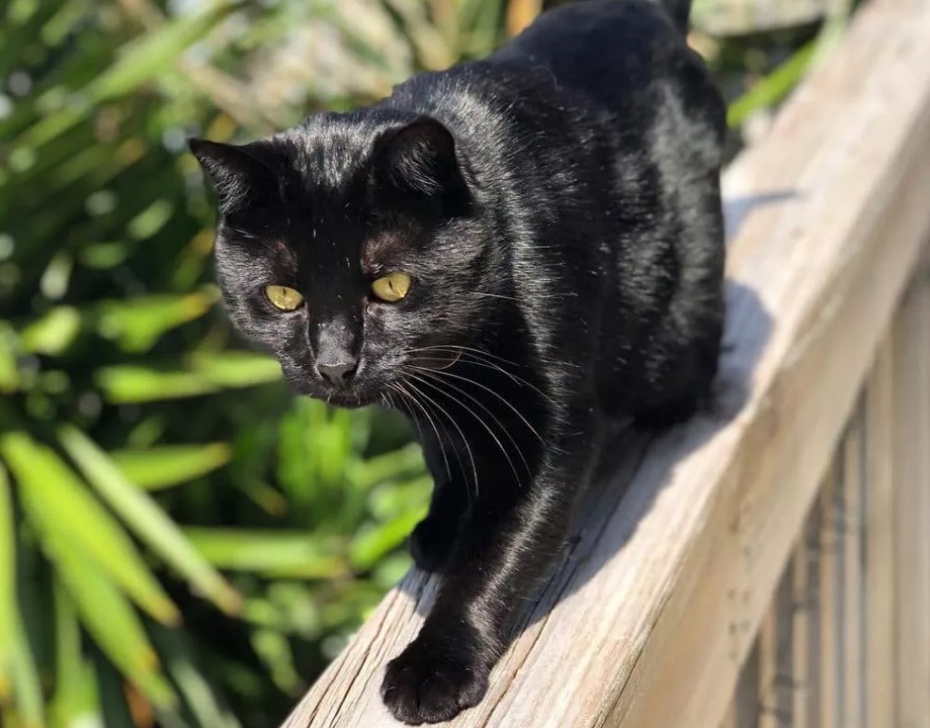 черный кот с зелеными глазами порода