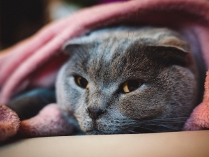 Шотландская вислоухая кошка (скоттиш-фолд)