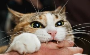 Почему кошка кусает за ноги хозяйку без причины