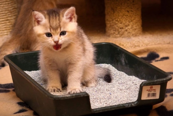 Как приучить котенка к лотку быстро