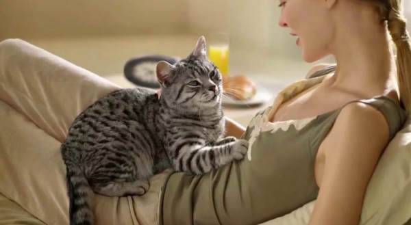 Почему коты мнут и топчут лапами одеяло и человека