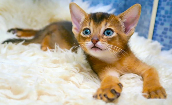 Абиссинская кошка